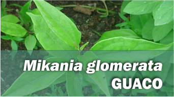 Mikania glomerata GUACO