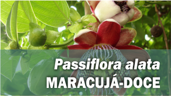 Passiflora alata MARACUJÁ-DOCE