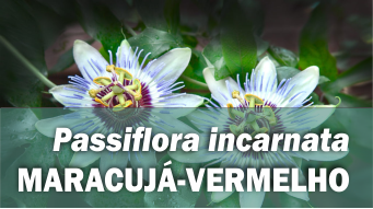 Passiflora incarnata MARACUJÁ-VERMELHO