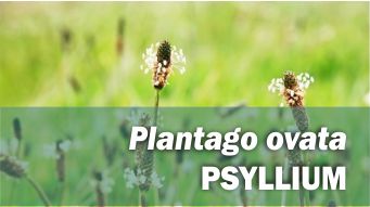 Plantago ovata PSYLLIUM
