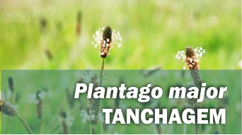 Plantago major TANCHAGEM