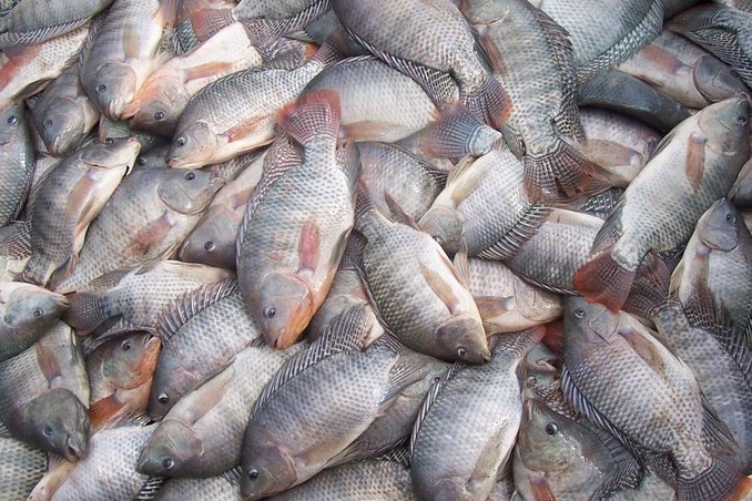 Estados Unidos deixam de exigir Certificação Sanitária Internacional para pescados brasileiros