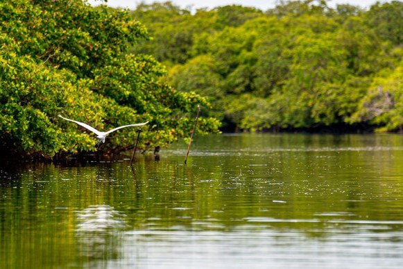 Fundo Clima aprova R$ 11,2 bilhões em investimentos para 2025