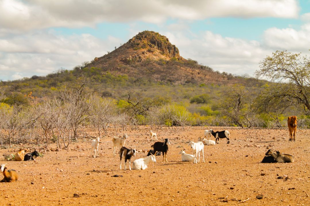A Caatinga é o Bioma mais característico da Região Nordeste