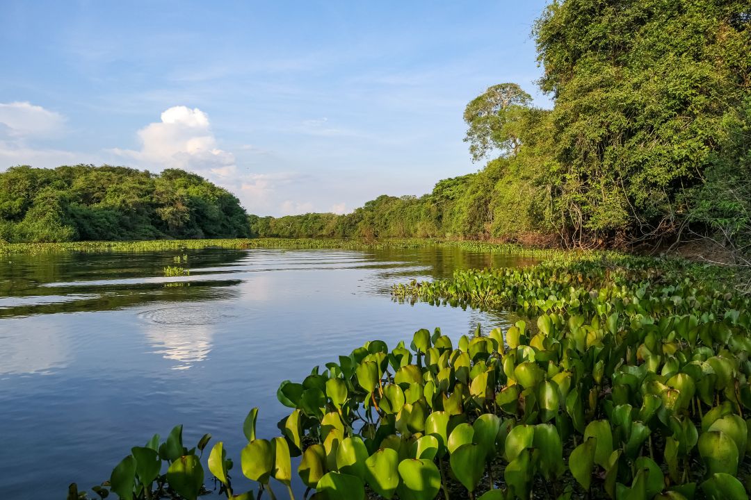 O Pantanal é um bioma que está presente nos estados do Mato Grosso e Mato Grosso do Sul