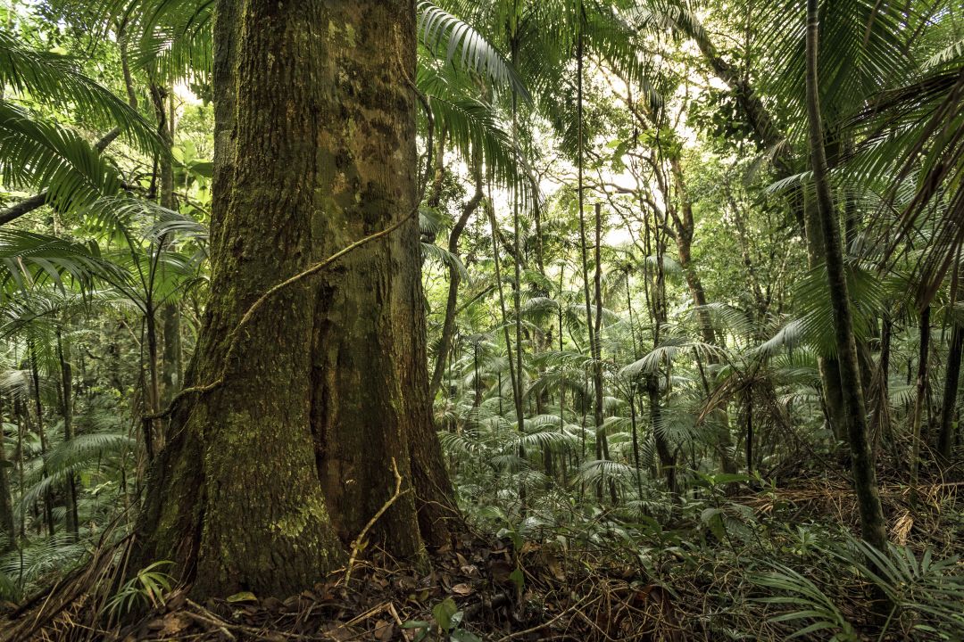 Na Carta de Curitiba, os governadores reforçaram o compromisso com a proteção da Mata Atlântica/Getty Images