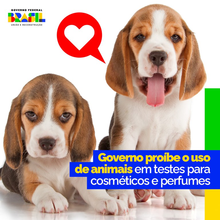 Testes em animais