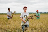 Perspectiva aponta recuperação da área de arroz e feijão na safra 2023/24