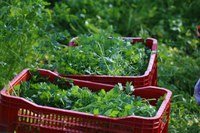 Mais R$ 250 milhões para o Programa de Aquisição de Alimentos