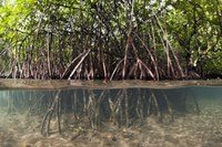 BNDES e Petrobras investem R$ 47,3 milhões na recuperação de manguezais e restingas