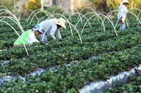 BNDES anuncia medidas que melhoram apoio a cooperativas de crédito e ao setor agropecuário
