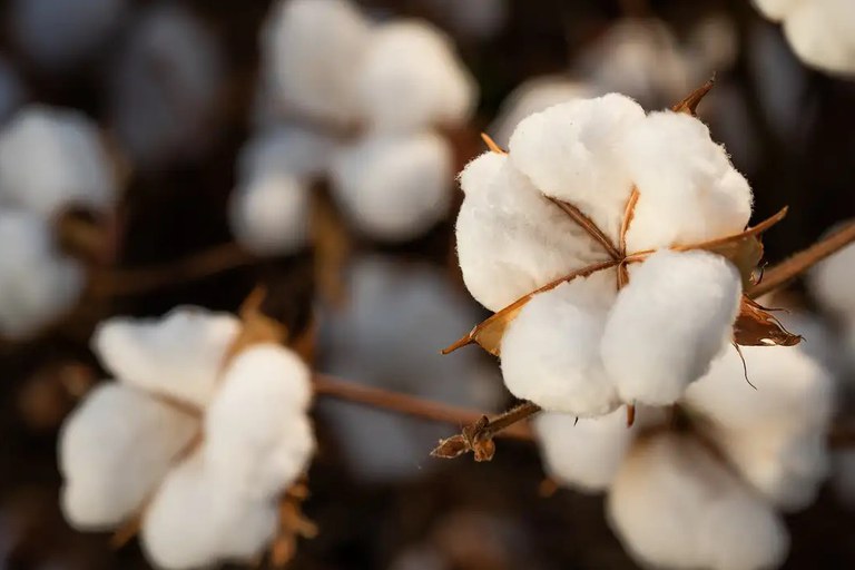 Brasil amplia mercado de algodão para Arábia Saudita