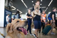 Governo Federal lança Plano de Transporte Aéreo de Animais