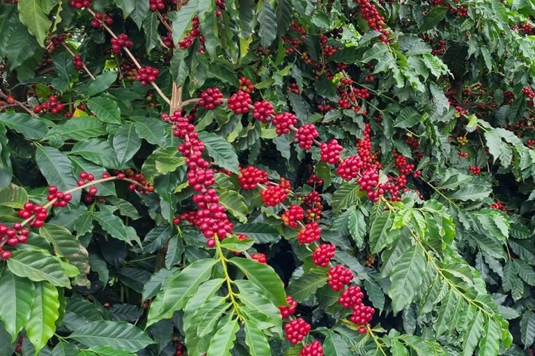 Receita do café arábica pode crescer R$ 22 bi por ano com o uso manejado de abelhas
