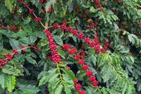 Receita do café arábica pode crescer R$ 22 bi por ano com o uso manejado de abelhas