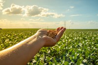 Promessa de marca histórica: produção de grãos deve crescer 9,4% e garantir safra recorde em 2025