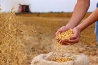 Produção de grãos é estimada em 330,3 milhões de toneladas na safra 2024/25