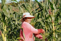 Governo abre edital para municípios interessados no Programa de Aquisição de Alimentos (PAA)