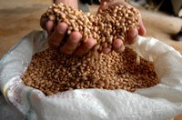 Produção de grãos deve bater recorde com 332,9 milhões de toneladas na Safra 2024/25