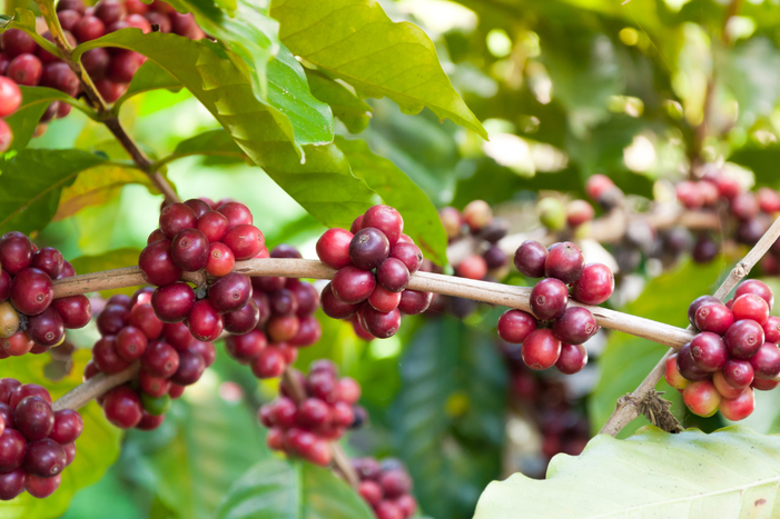 Governo Federal destina mais de R$ 7 bilhões para impulsionar desenvolvimento do setor cafeeiro