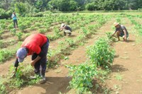 Programa fortalece sociobiodiversidade e beneficia 1.000 produtores rurais no Médio Solimões (AM)