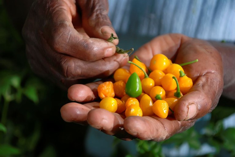 Governo do Brasil lança selo de origem para identificar produtos de comunidades tradicionais