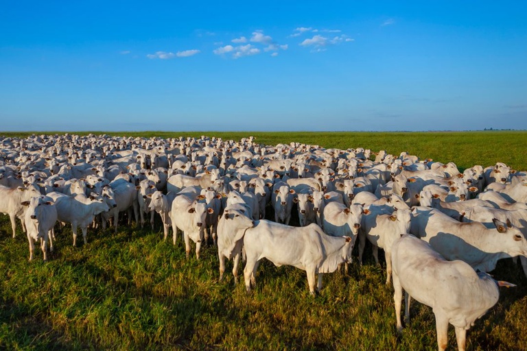 Abate de bovinos, frangos e suínos atinge recorde histórico e acompanha altas na produção de leite e ovos