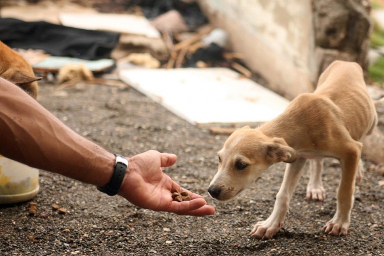 Governo do Brasil capacita servidores em combate aos crimes de maus-tratos contra animais