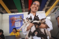 Governo do Brasil promove Semana Nacional dos Animais com foco no fortalecimento das políticas públicas de proteção animal