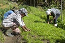 Produtores rurais
