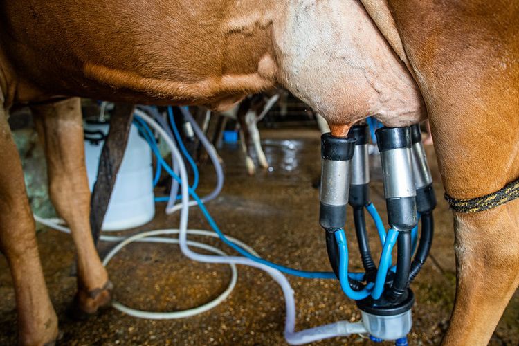 Governo do Brasil lança programa de assistência técnica para a produção leiteira