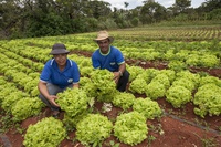 Com PAA, renda de agricultores familiares cresce até 30% e dependência do CadÚnico chega a cair 57%