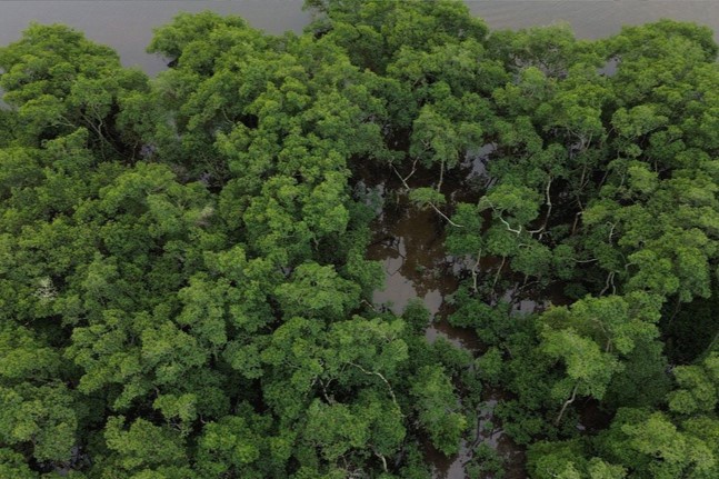Desmatamento na Mata Atlântica cai 40% e atinge menor nível histórico