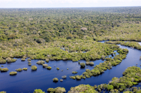 Governo do Brasil seleciona 11 projetos para restaurar quase 3 mil hectares na Amazônia Legal