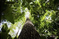 Colômbia confirma adesão a fundo de florestas proposto pelo Brasil na COP28