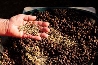 Governo Federal disponibiliza R$ 1 bilhão para fortalecer agricultura familiar no Norte e Centro-Oeste