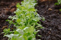 “O Brasil sabe como enfrentar a fome”, afirma secretária Extraordinária de Combate à Pobreza e à Fome