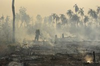 Governo do Brasil cobra R$ 476 milhões de infratores ambientais em 40 ações civis públicas