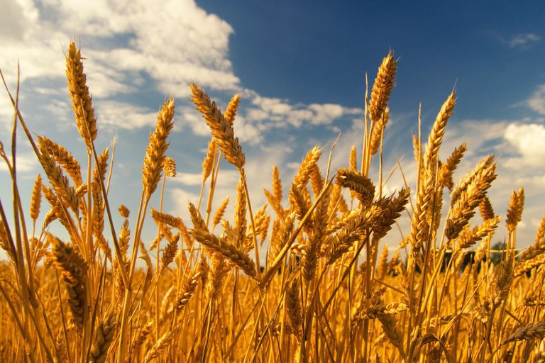 Governo do Brasil libera R$ 67 milhões em apoio a produtores de trigo do RS e PR