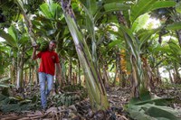 Desenrola Rural viabiliza mais de 440 mil acordos para regularização de dívidas de pequenos produtores