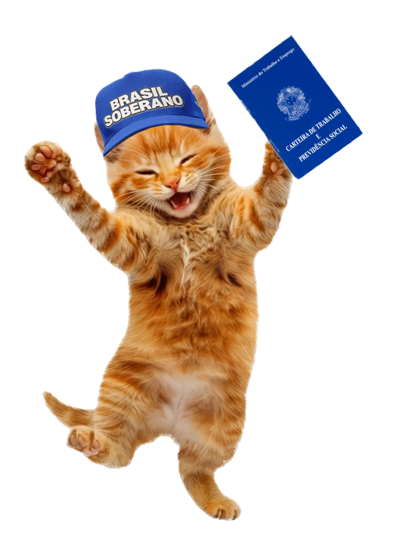 Gatinho animado com carteira de trabalho