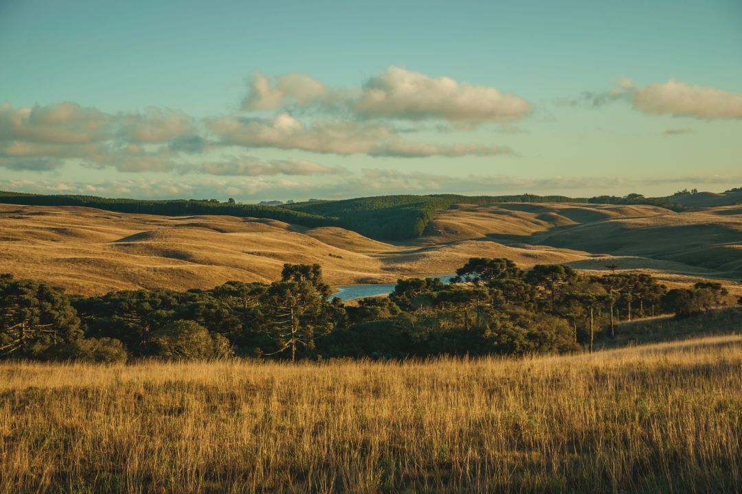 O pampa é formado por campos com terrenos planos a ondulados, com vegetação arbustiva e muita biodiversidade. Foto: Getty Images 