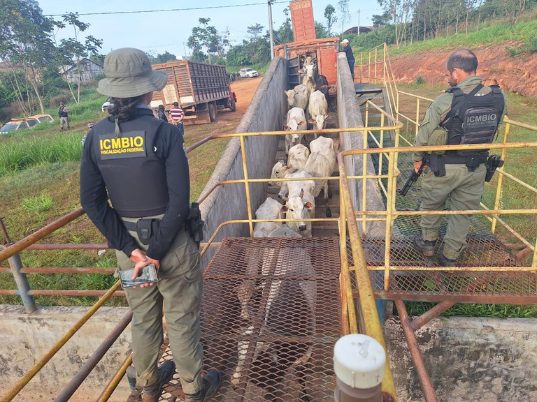 Ação do ICMBio no Acre retirou gado ilegal da Reserva Extrativista Chico Mendes