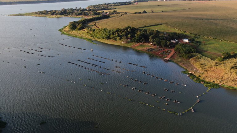 O Ibama, responsável por autorizar o cultivo de espécies exóticas na aquicultura, mantém a tilápia como espécie permitida, de grande relevância econômica e amplamente consolidada no Brasil.