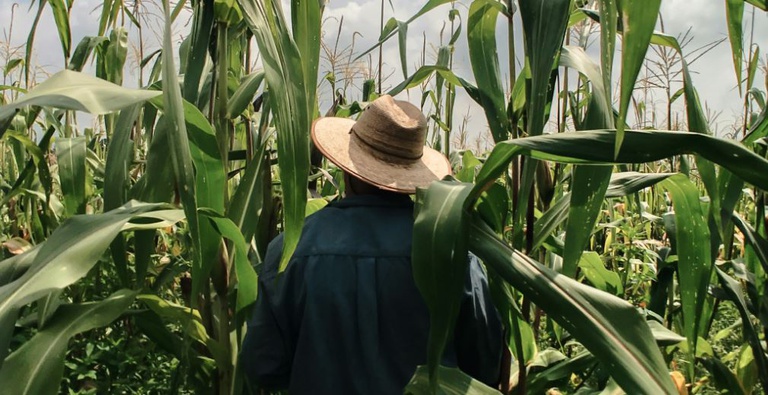 Chapéu deve ser adotado como medida de proteção ao sol, considerando o ambiente, as condições de trabalho e as características culturais do meio rural