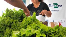 Hortas em transição agroecológica garantem o sustento de produtores rurais no Pantanal