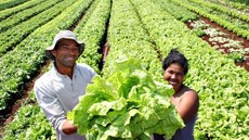 Ministério reforça ações para compra de itens da agricultura familiar por órgãos públicos