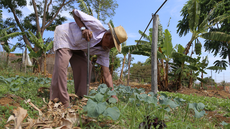 IBGE e Contag realizam evento preparatório para censo agropecuário