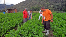 FAO criará base de dados para apoiar decisões em agroecologia