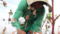 FAO lança Prêmio Investigação em Inovação de Políticas Públicas de Segurança Alimentar